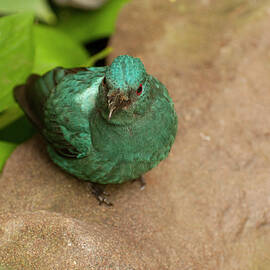 fairy Bluebird 3 by Flees Photos