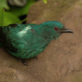 fairy bluebird 5 by Flees Photos