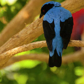 Fairy bluebird Male Digital oil  by Flees Photos