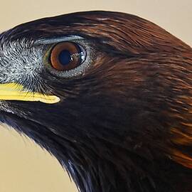 Chocolate Feathers - Harris Hawk by KJ Swan