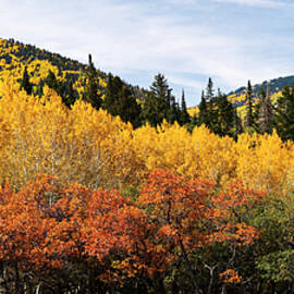 Fall Aspen Scrub Oak and Ponderosa Pine by Dan Norris