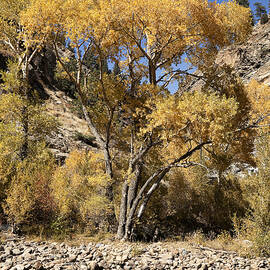 Fall Color by Kelley King