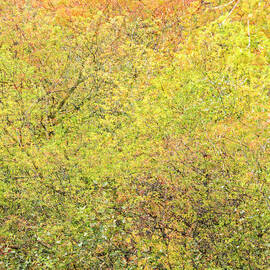 Fall Colors - Abstract by Shankar Adiseshan