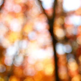Fall colors by Les Cunliffe