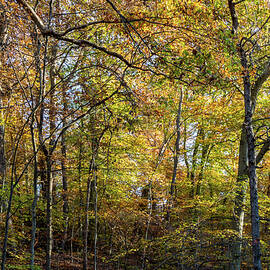 Fall Colors of Rock Creek Park by Ed Clark