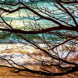 Fallen Tree by Kelley King