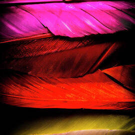 Feathers of rainbow color by Jorgo Photography