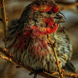 Feeding Male House Finch by Dale Kauzlaric