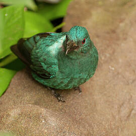 female fairy bluebird from above by Flees Photos