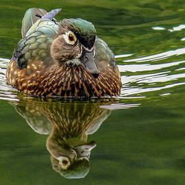 Female Wood Duck by Jean Noren