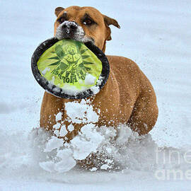 Fetching The Frisbee by Adam Jewell