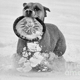 Fetching The Frisbee Black And White by Adam Jewell