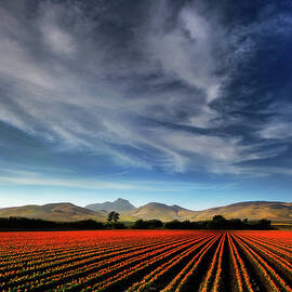 Field of Color by Beth Sargent