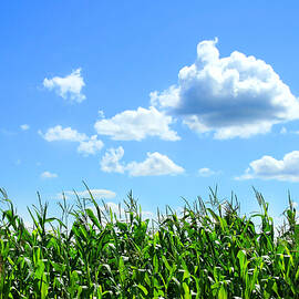 Field of corn in August by Sandra Cunningham