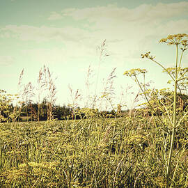 Field of wild dill in the afternoon sun  by Sandra Cunningham
