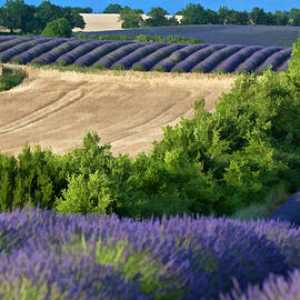 Fields of lavender and harvested wheat by Sami Sarkis Photography