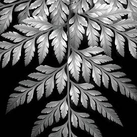 Filigree Fern II by Jessica Jenney