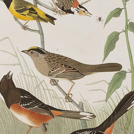 Finches by John James Audubon