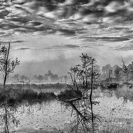 Fine Art Jersey pines landscape by Louis Dallara