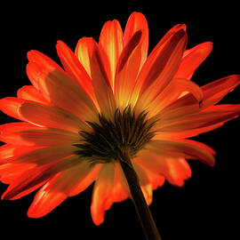 Fire Flower by Mary Jo Allen