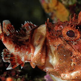 Fish eat fish by Sami Sarkis Photography