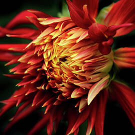 Flaming Dahlia  by Jessica Jenney