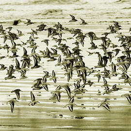 Flight by Mary Jo Allen