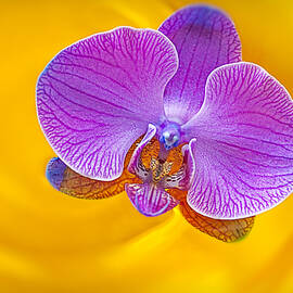 Floating Orchid by Susan Candelario