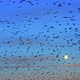 Flock of swallows migrating in spring by Sami Sarkis Photography