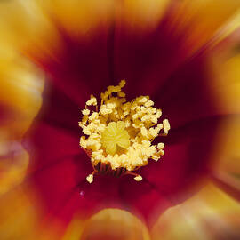 Flower Graphic by Kelley King