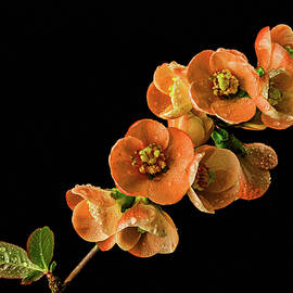 Flowering Quince Orange by Mary Jo Allen