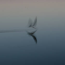 Fly By Ghost by Matt Halvorson