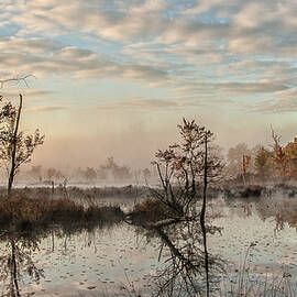 Foggy Morning in the Pines by Louis Dallara