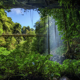 Footbridge and Crystal Falls  in the Rainforest of Dorrigo in Australia by Miroslav Liska