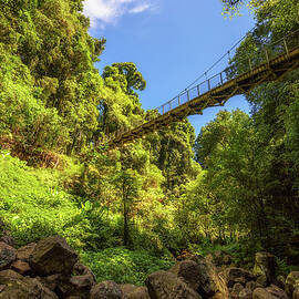Footbridge in the Rainforest of Dorrigo National Park, Australia by Miroslav Liska