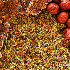 Forest Floor by Olivier Le Queinec