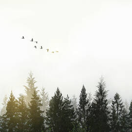 Forest by Nicklas Gustafsson