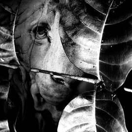 Forest of the labyrinth lion by Jorgo Photography