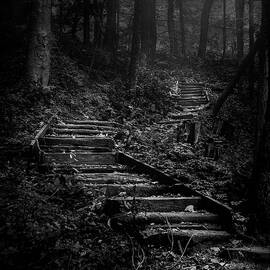 Forest Stairs by Scott Norris