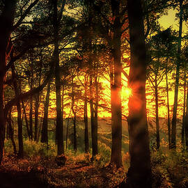Forest Sunset by Chris Boulton