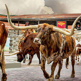 Fort Worth Cattle Drive by Kelley King