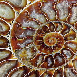 Fossilized Ammonite Spiral by Bruce Block