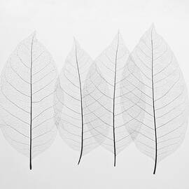 Four Leafs by BONB Creative