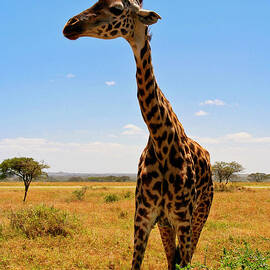 Friendly Giraffe by Bruce Block