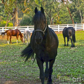 Friesian Horses in a Pasture  by Waterdancer 
