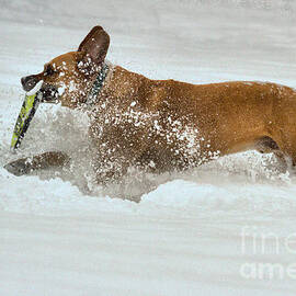 Frisbee In The Deep Snow by Adam Jewell