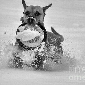 Frisbee In The Snow Black And White by Adam Jewell