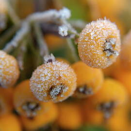Frozen dew droplets on a yellow berried pyracantha by Sami Sarkis Photography