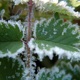 Frozen droplets on leaves in the morning by Sami Sarkis Photography