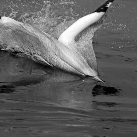 Gannet northern morus bassan setting on the ocean surface by Sami Sarkis Photography